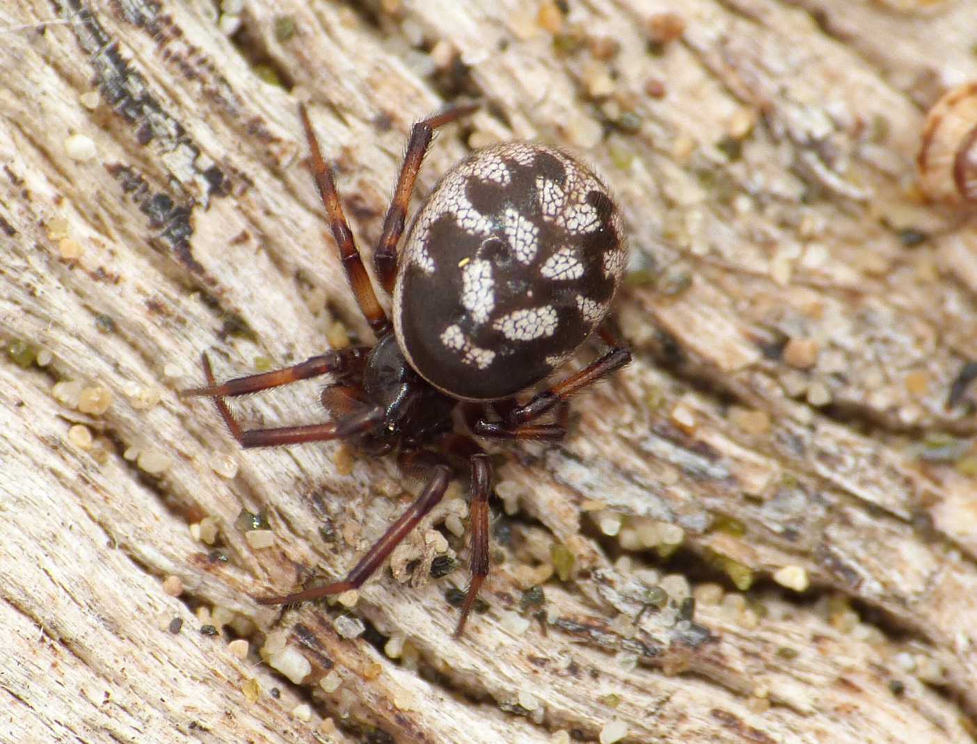 Steatoda albomaculata